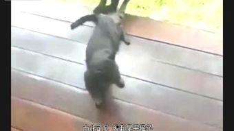 猴子和猫咪打架视频,一场跨物种的趣味对决